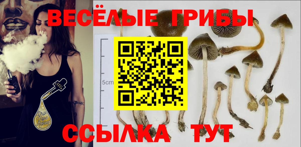 хочу   Галлюциногенные грибы Cubensis  Вход с VPN  Ефремов 